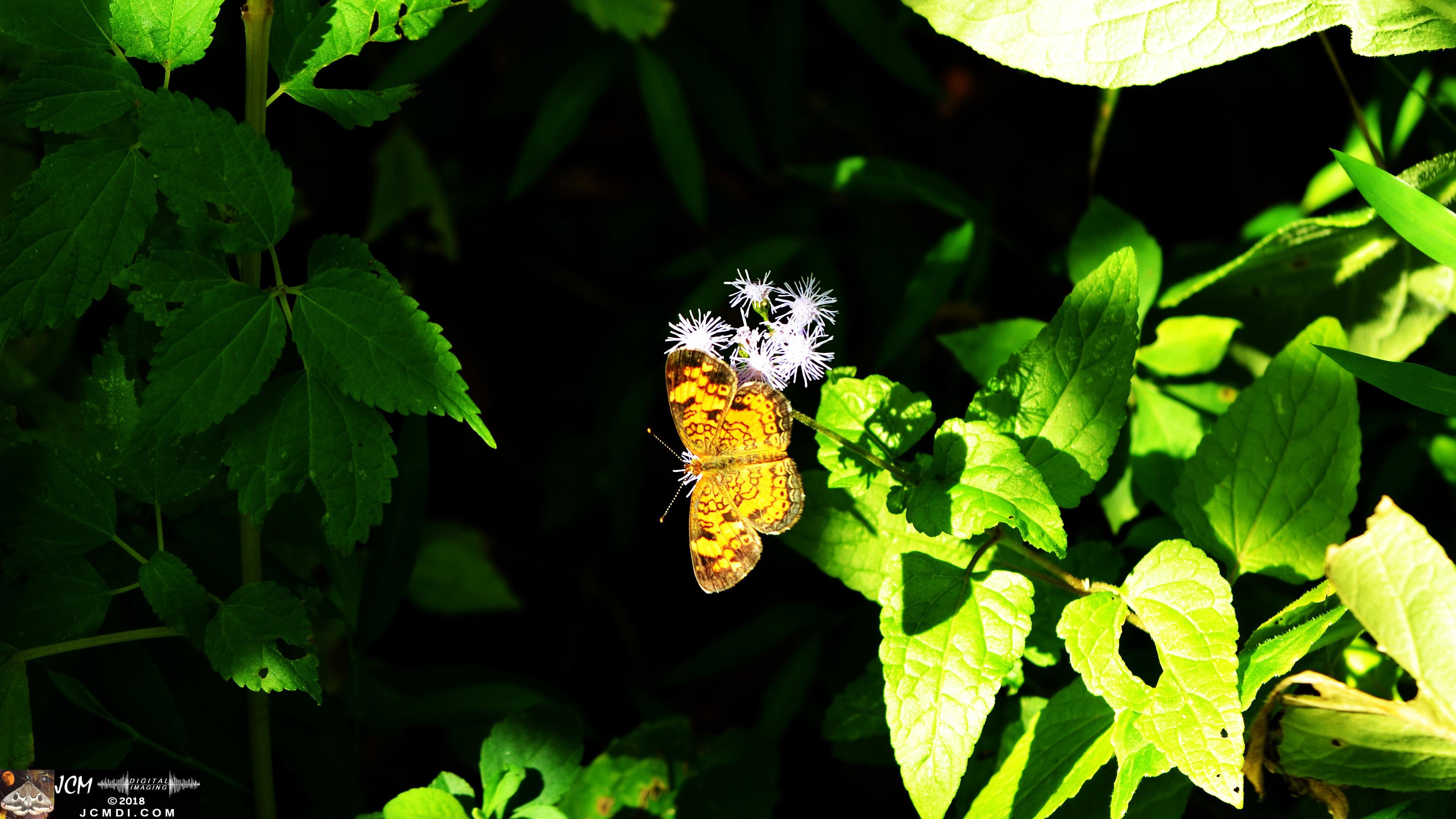 A Pearl Crescent Butterfly at Old Hickory Lake.jpg